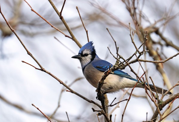 Blue Jay Sitting Pretty by Deb Oppermann